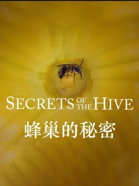 蜂巢的秘密封面图
